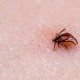 Tick Encephalitis carrier biting skin
