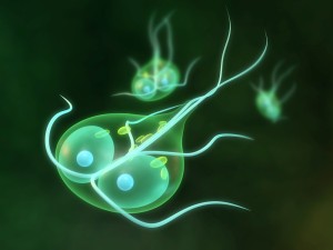 Giardia is a common parasitic cause of travellers diarrhoea