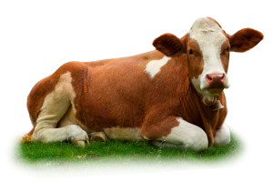 Cow