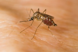 Aedes aegypti biting a human arm. 