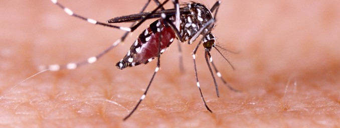 ae Aegypti mossie carries Zika