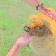 Cost Rabies Vaccine