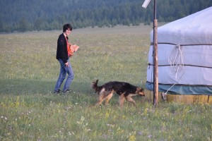Cost of Rabies vaccine needs to be offset against the stress of being bitten e.g. photo Dog wandering amongst the Gers during my recent trip to Mongolia