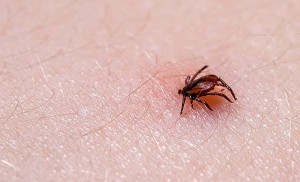 tick which could carry tick encephalitis shown crawling across skin