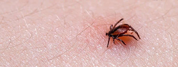 tick which could carry tick encephalitis shown crawling across skin